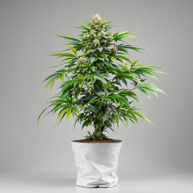 Embalaje de semillas de cannabis Hindu Kush — Royal King Seeds España