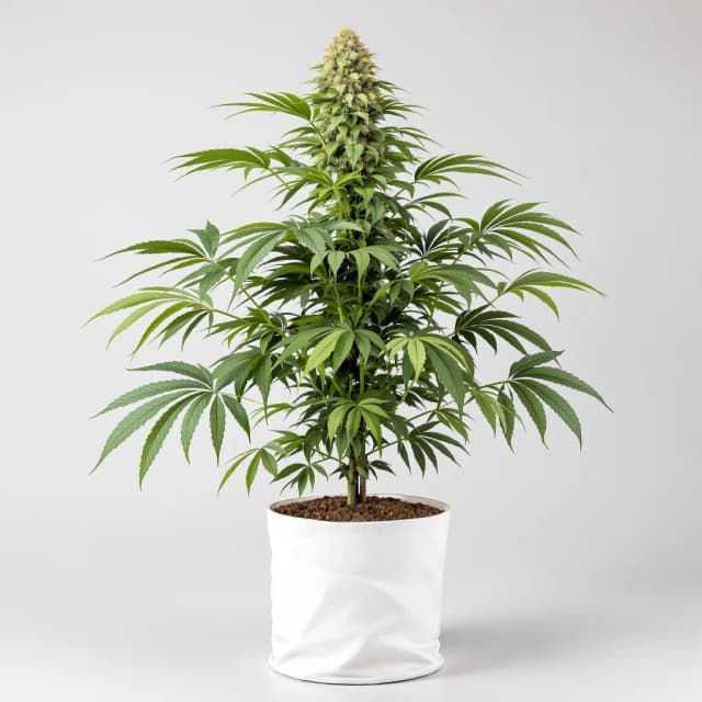 Embalaje de semillas de cannabis Hindu Skunk — Royal King Seeds España
