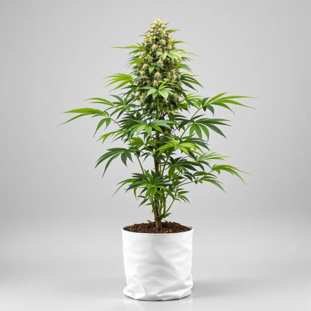 Embalaje de semillas de cannabis Hindu Skunk — Royal King Seeds España