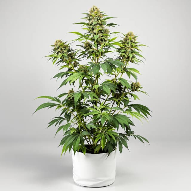 Embalaje de semillas de cannabis Hippie Crippler — Royal King Seeds España