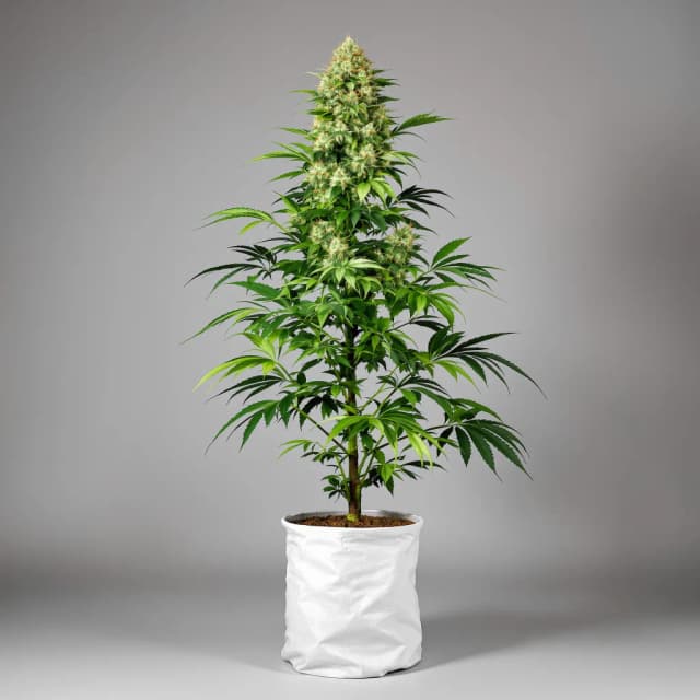 Embalaje de semillas de cannabis Holy Grail Kush — Royal King Seeds España
