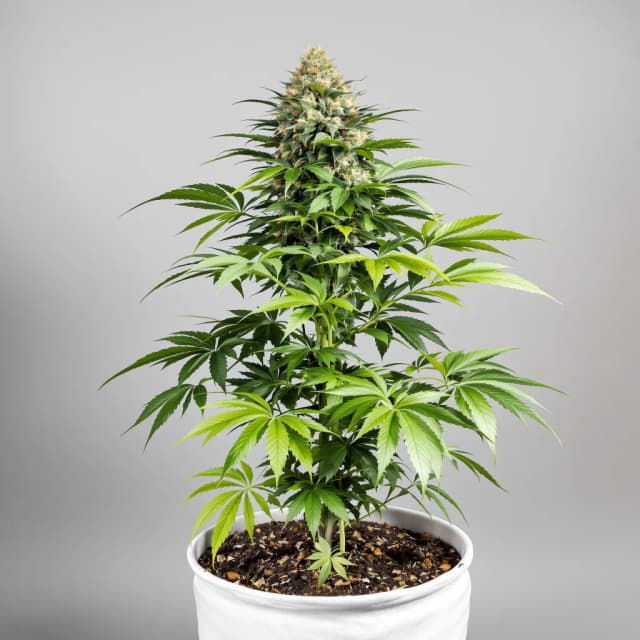 Embalaje de semillas de cannabis Hood Candy — Royal King Seeds España