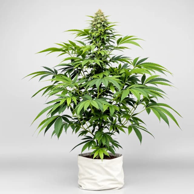 Embalaje de semillas de cannabis Humboldt Dream — Royal King Seeds España