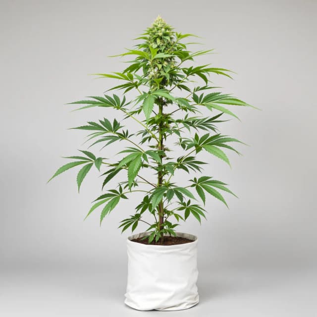 Embalaje de semillas de cannabis Hyper Critical — Royal King Seeds España