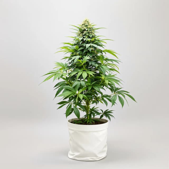 Embalaje de semillas de cannabis Hyper Critical — Royal King Seeds España
