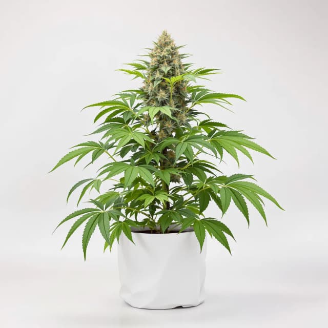 Embalaje de semillas de cannabis Ice Cream Cake — Royal King Seeds España