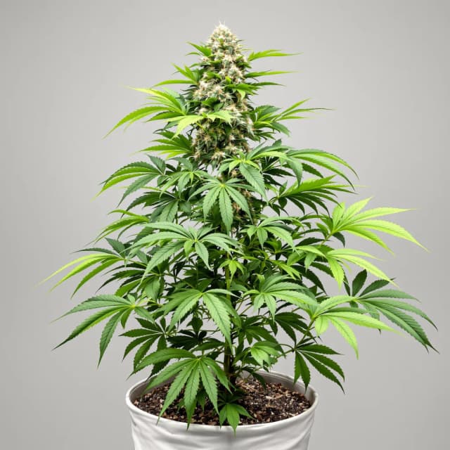 Embalaje de semillas de cannabis Illuminati — Royal King Seeds España