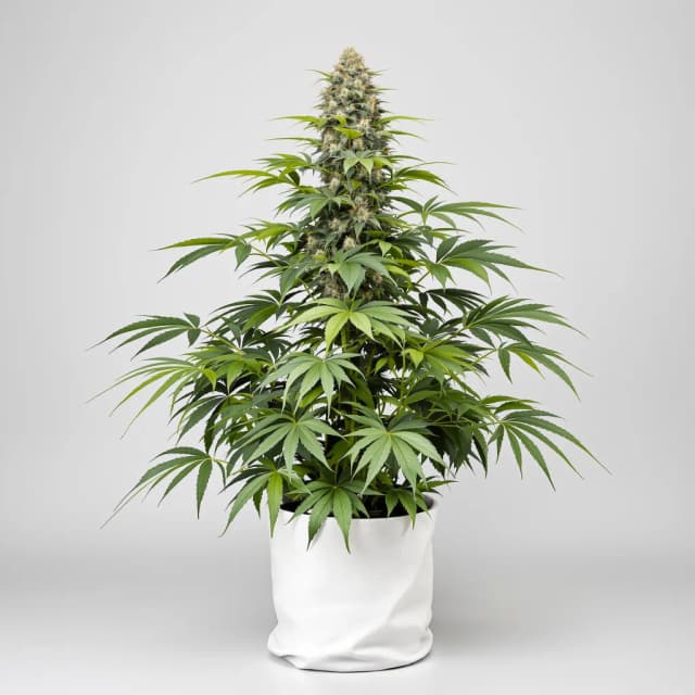 Embalaje de semillas de cannabis Illuminati OG — Royal King Seeds España