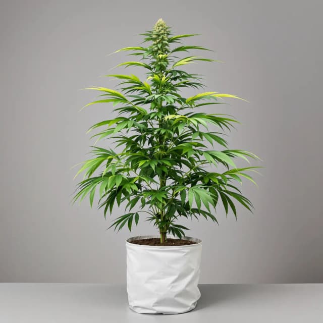 Embalaje de semillas de cannabis Industrial Plant — Royal King Seeds España