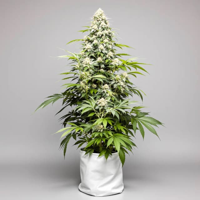 Embalaje de semillas de cannabis Iron Triangle — Royal King Seeds España