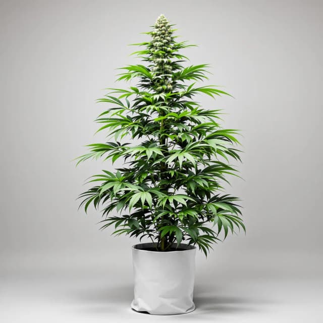 Embalaje de semillas de cannabis Island Sweet Skunk — Royal King Seeds España