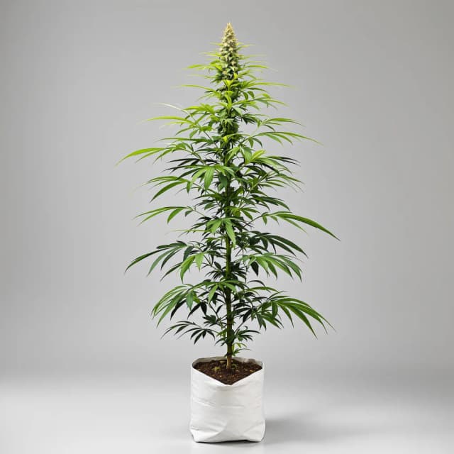 Embalaje de semillas de cannabis Jack the Ripper — Royal King Seeds España