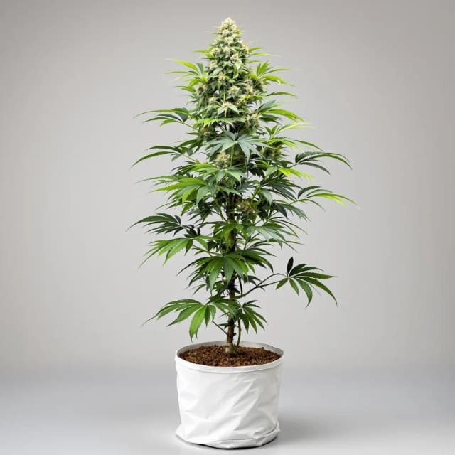 Embalaje de semillas de cannabis Jacked-Up — Royal King Seeds España