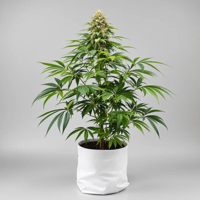 Embalaje de semillas de cannabis Jager — Royal King Seeds España