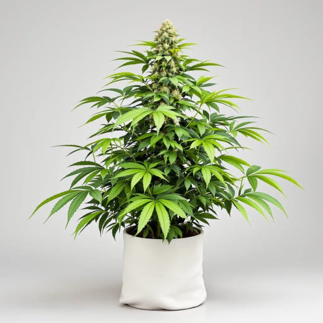 Embalaje de semillas de cannabis Jedi Kush — Royal King Seeds España