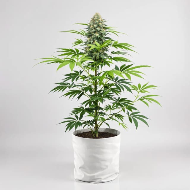 Embalaje de semillas de cannabis Jelly Roll — Royal King Seeds España