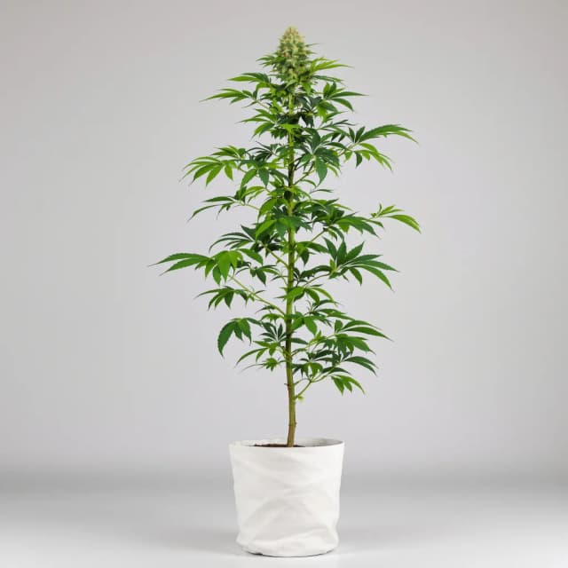 Embalaje de semillas de cannabis Jesus Juice — Royal King Seeds España