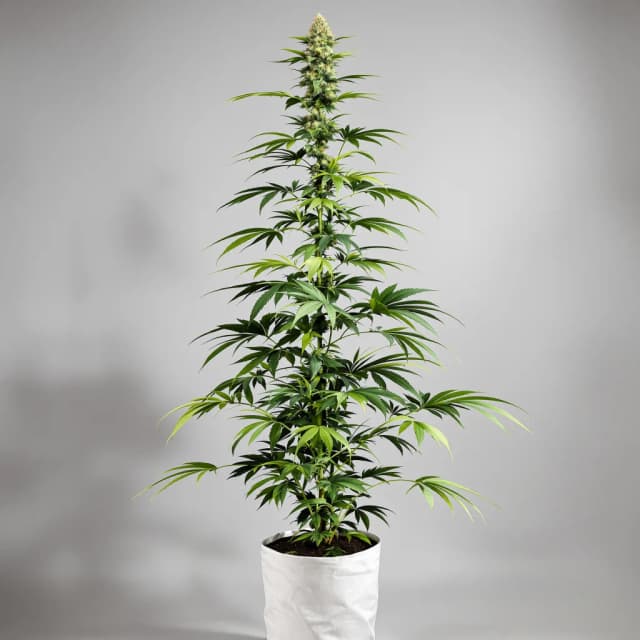 Embalaje de semillas de cannabis Jesus OG — Royal King Seeds España