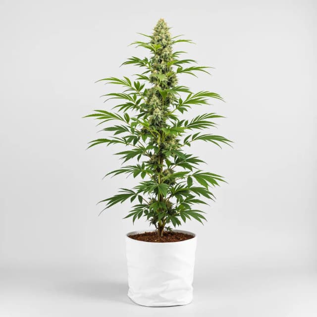 Embalaje de semillas de cannabis Jillybean — Royal King Seeds España