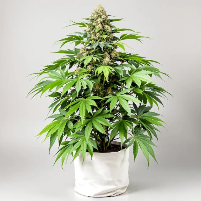 Embalaje de semillas de cannabis Jungle Cookie — Royal King Seeds España