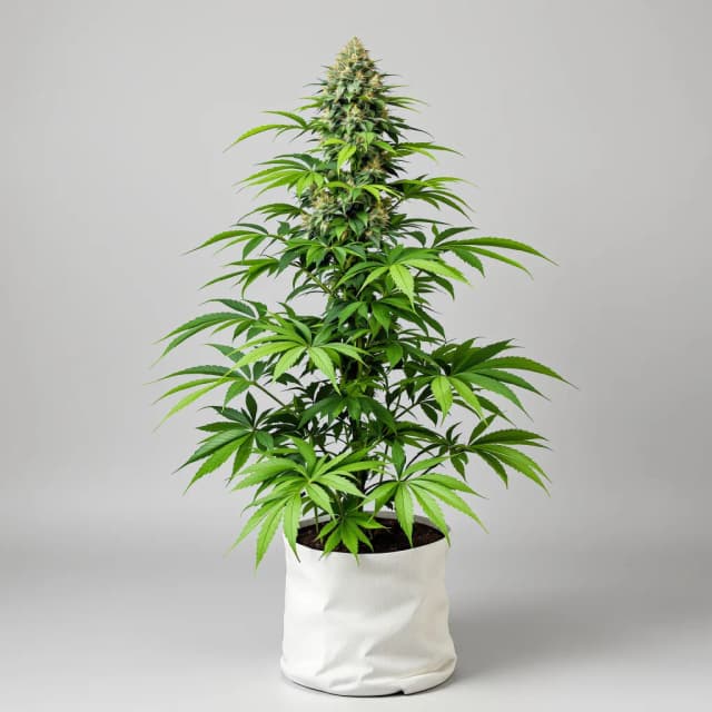Embalaje de semillas de cannabis Jupiter OG — Royal King Seeds España