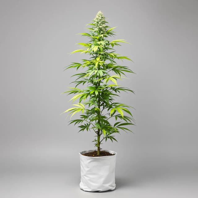 Embalaje de semillas de cannabis Kahuna — Royal King Seeds España