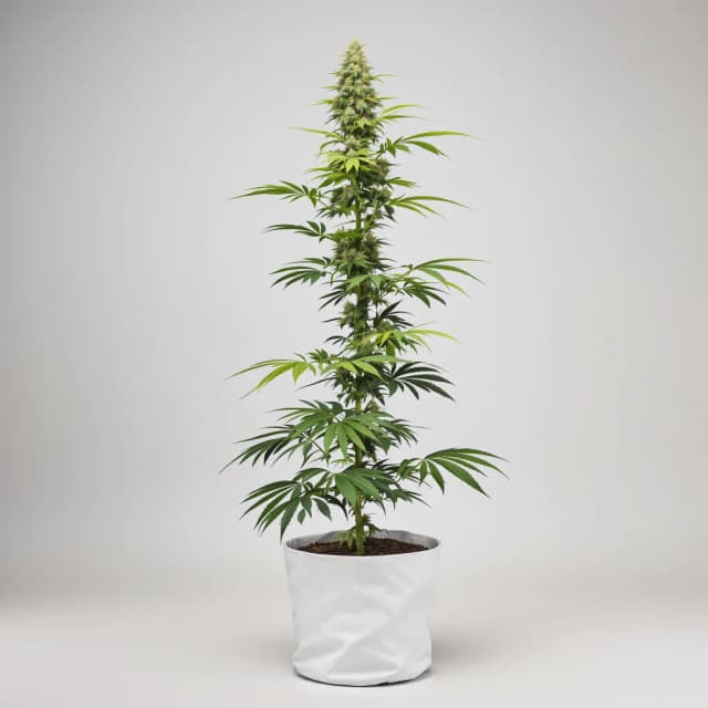 Embalaje de semillas de cannabis Kali Dog — Royal King Seeds España