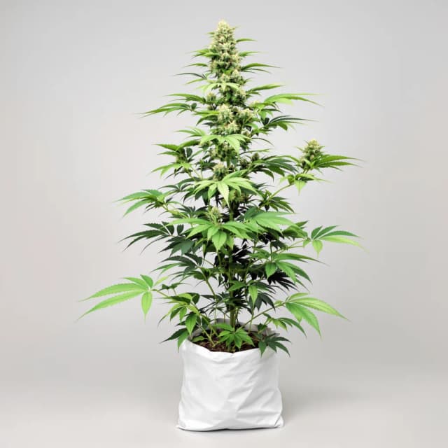 Embalaje de semillas de cannabis Kandy Kush — Royal King Seeds España