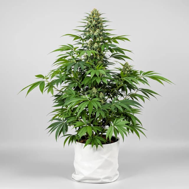 Embalaje de semillas de cannabis Katsu Kush — Royal King Seeds España