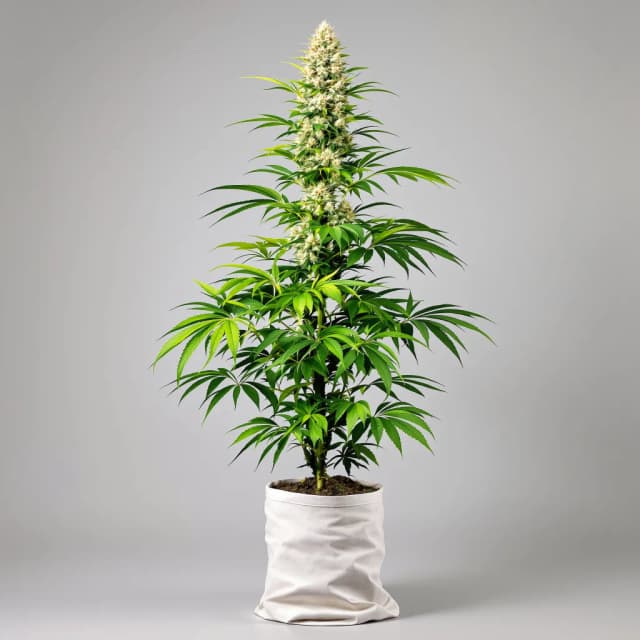 Embalaje de semillas de cannabis KC 33 — Royal King Seeds España