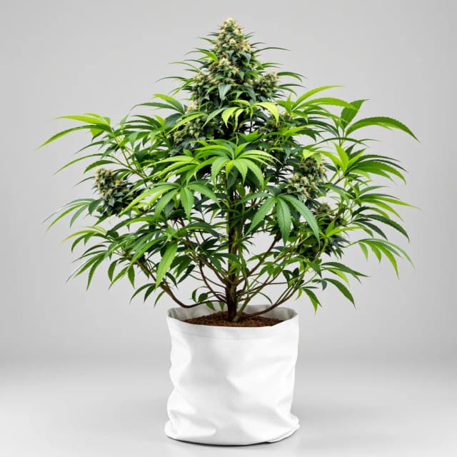 Embalaje de semillas de cannabis Khalifa Kush — Royal King Seeds España