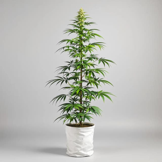 Embalaje de semillas de cannabis Kilimanjaro — Royal King Seeds España