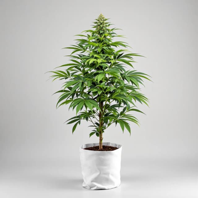 Embalaje de semillas de cannabis Killer Grape — Royal King Seeds España