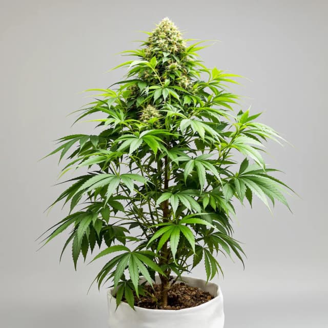 Embalaje de semillas de cannabis Killer Grape — Royal King Seeds España