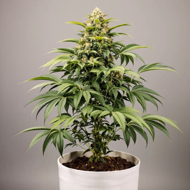 Embalaje de semillas de cannabis King Louis XIII — Royal King Seeds España