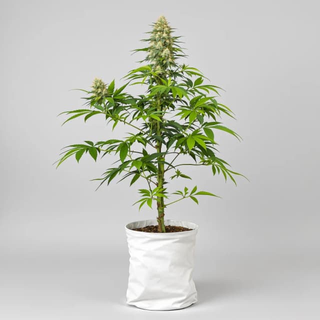Embalaje de semillas de cannabis Kuchi — Royal King Seeds España