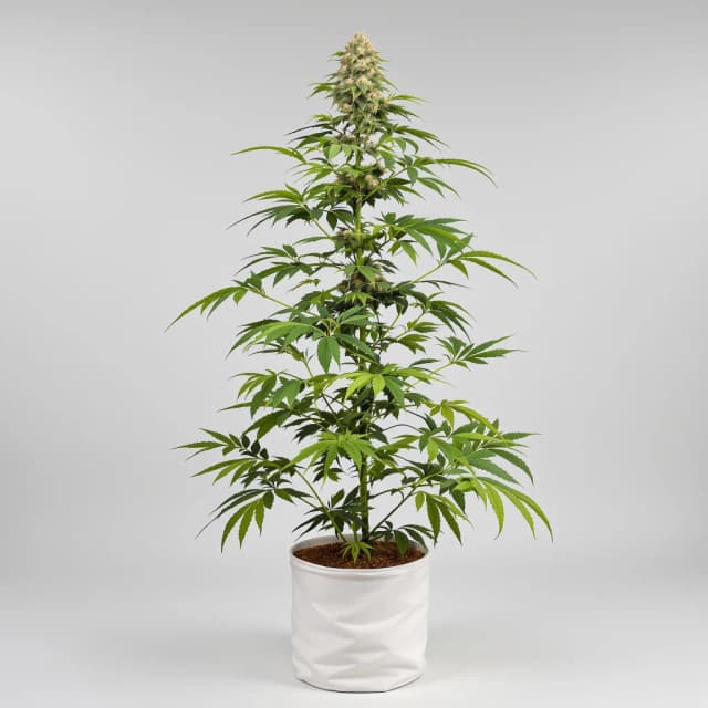 Embalaje de semillas de cannabis Kush Mints — Royal King Seeds España