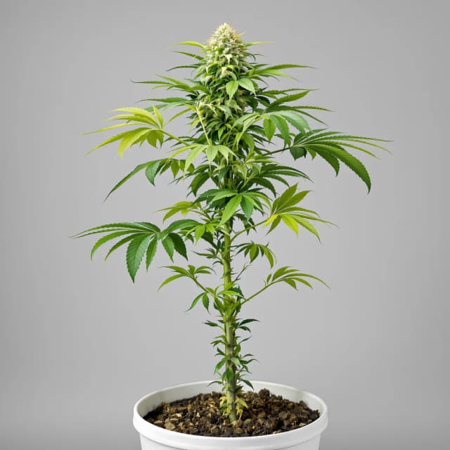 Embalaje de semillas de cannabis Kush XL — Royal King Seeds España
