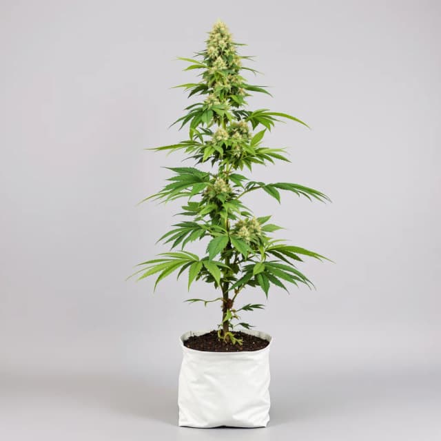 Embalaje de semillas de cannabis L.A. Sunshine — Royal King Seeds España