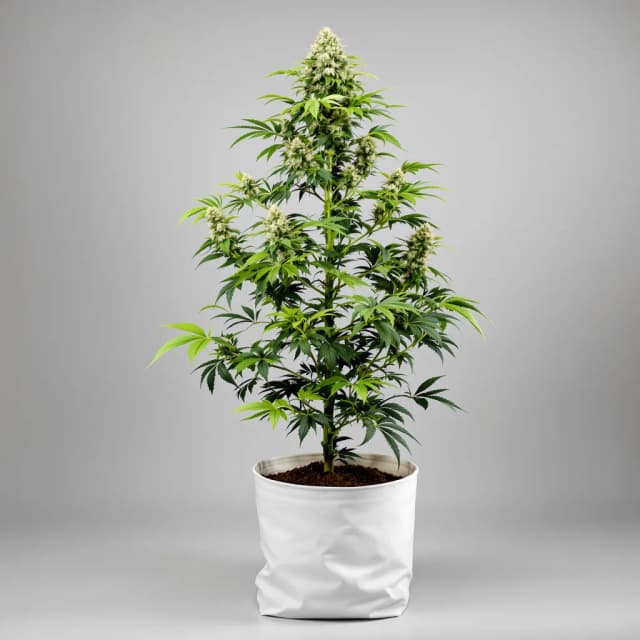 Embalaje de semillas de cannabis LA Confidential — Royal King Seeds España