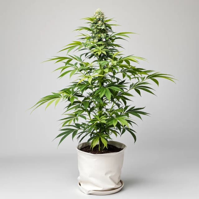 Embalaje de semillas de cannabis LA Ultra — Royal King Seeds España