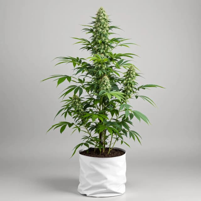Embalaje de semillas de cannabis LA Woman — Royal King Seeds España
