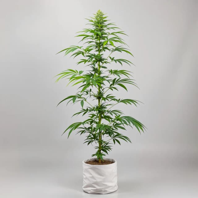 Embalaje de semillas de cannabis Lamb's Bread — Royal King Seeds España