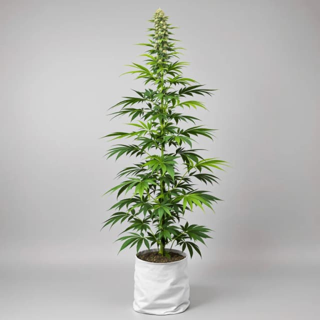 Embalaje de semillas de cannabis Lambo — Royal King Seeds España