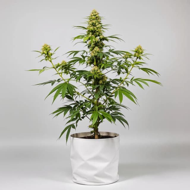 Embalaje de semillas de cannabis Larry OG — Royal King Seeds España