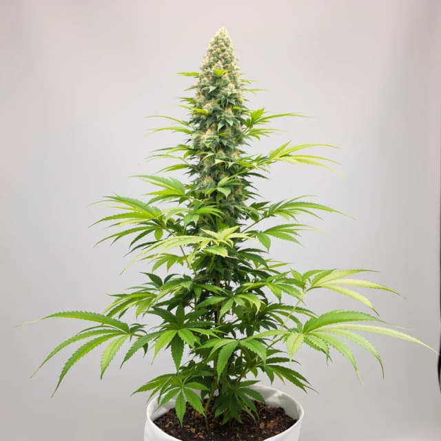 Embalaje de semillas de cannabis Larry OG — Royal King Seeds España