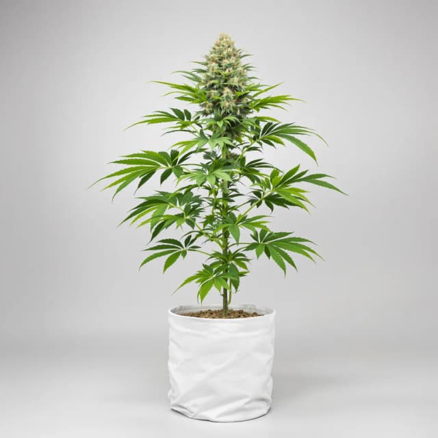 Embalaje de semillas de cannabis Lavender Jones — Royal King Seeds España