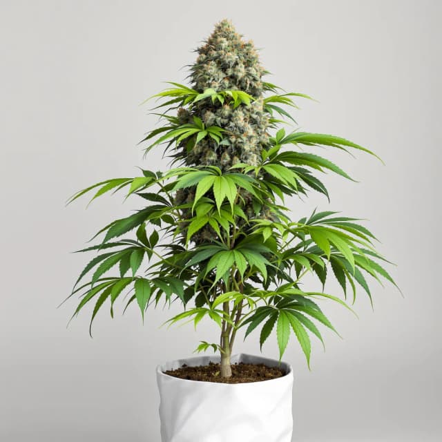 Embalaje de semillas de cannabis Lavender Jones — Royal King Seeds España