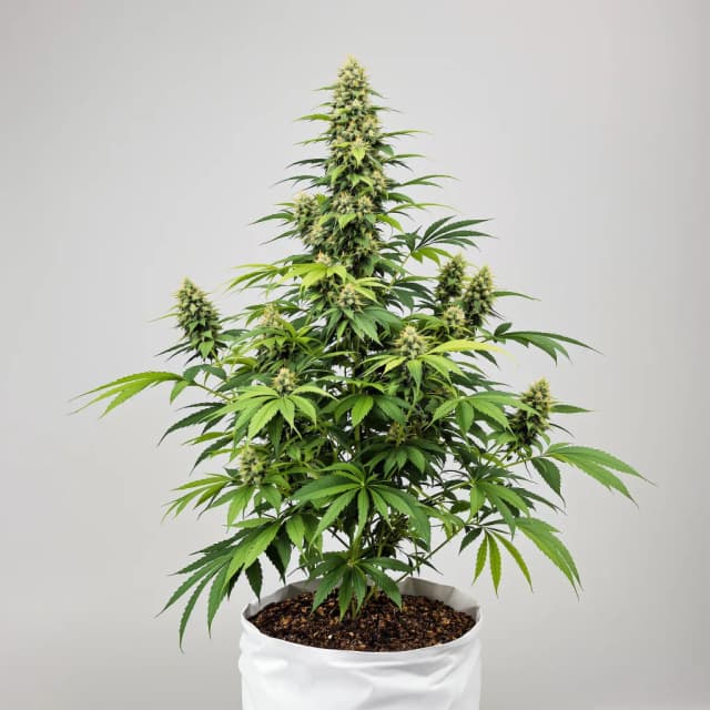Embalaje de semillas de cannabis Le Silver Royale — Royal King Seeds España