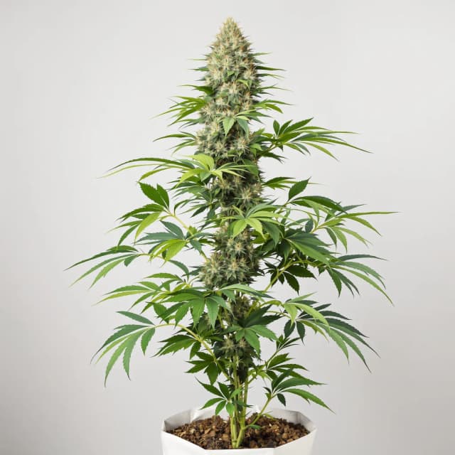 Embalaje de semillas de cannabis Lemon — Royal King Seeds España